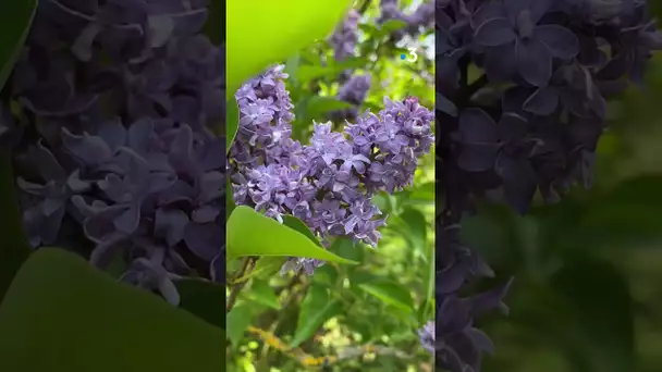 La collection de lilas du jardin botanique commence à fleurir