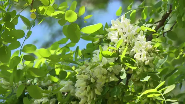 Haute-Saône : la renaissance des beignets de fleur d'acacia