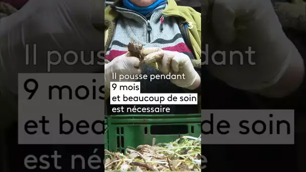 La saison du pissenlit est ouverte pour trois mois