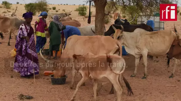 Le lait de collecte à la conquête du marché sénégalais