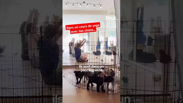 Dans un cours de yoga avec des chiots…
