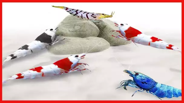 SunGrow Shrimp Rocks, for Crayfish, Hermit Crab, Snails, Crystal Red, Amano and Ghost Shrimps