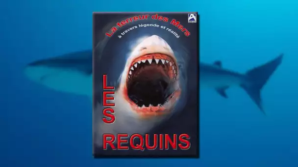 Requins : La terreur des mers à travers légende et réalité
