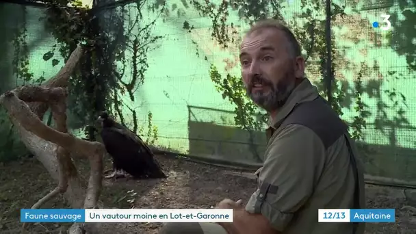 Un vautour moine se refait une santé dans le Lot-et-Garonne