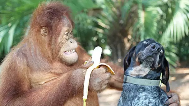 Ce singe a un chien de compagnie ! - ZAPPING SAUVAGE