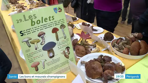 Une exposition de champignons à Notre-Dame-de-Sanilhac