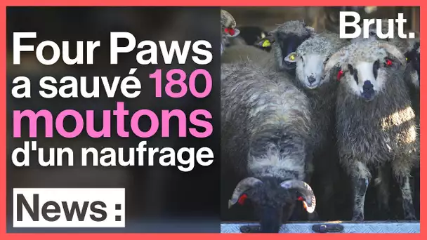 Naufrage d'un cargo en mer Noire : 180 moutons ont été sauvés