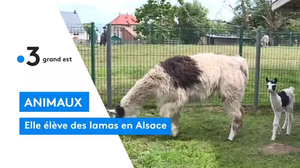 Le Clos des lamas