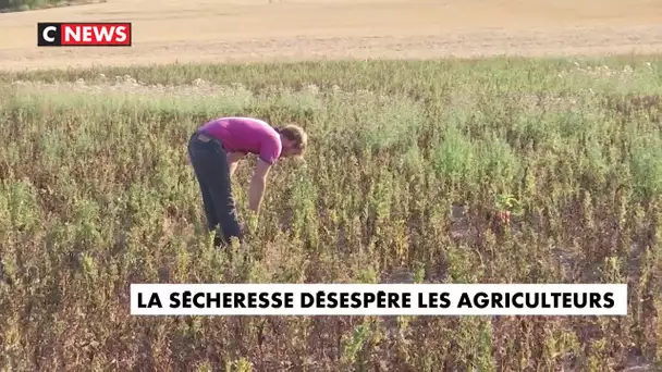 La sécheresse désespère les agriculteurs