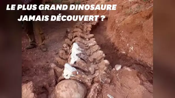 En Argentine, le squelette d'un immense dinosaure découvert