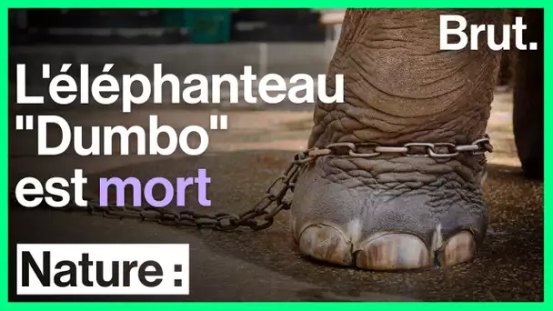 L&#039;éléphanteau 'Dumbo', considéré comme maltraité, est mort