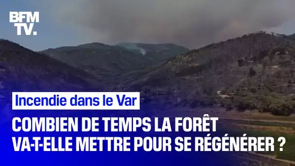 Incendie dans le Var: combien de temps la forêt va-t-elle mettre pour se régénérer ?