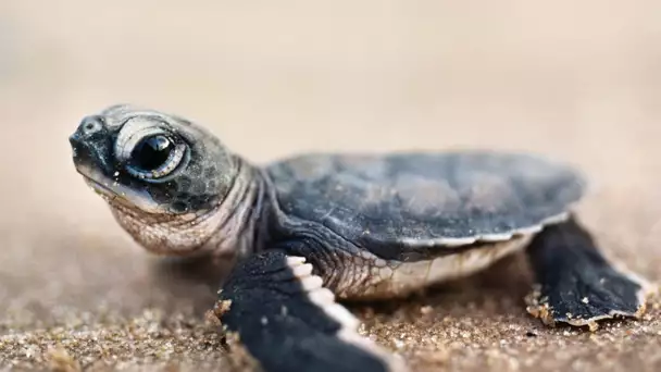 Bébé tortue : la course pour la survie - ZAPPING SAUVAGE