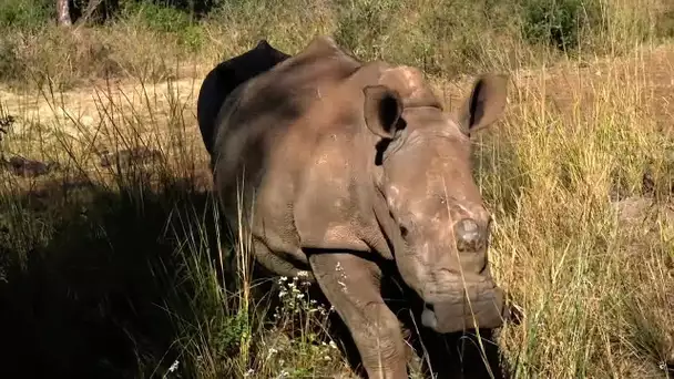 Sauver les rhinocéros à tout prix