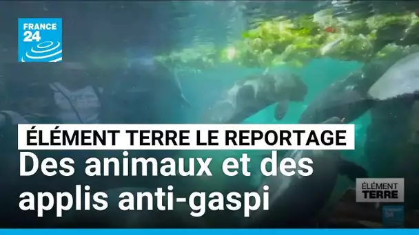 Un milliard de repas gaspillés chaque jour, des animaux et des applis à la rescousse • FRANCE 24