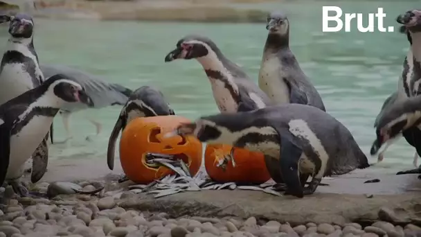 Les animaux du zoo de Londres fêtent Halloween