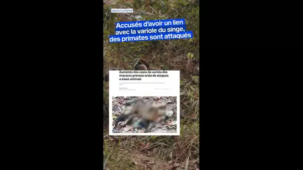 Variole du singe: l’OMS déplore des attaques contre des primates au Brésil