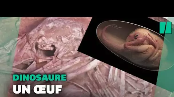 Ce bébé dinosaure, parfaitement conservé dans son oeuf, a été découvert prêt à éclore