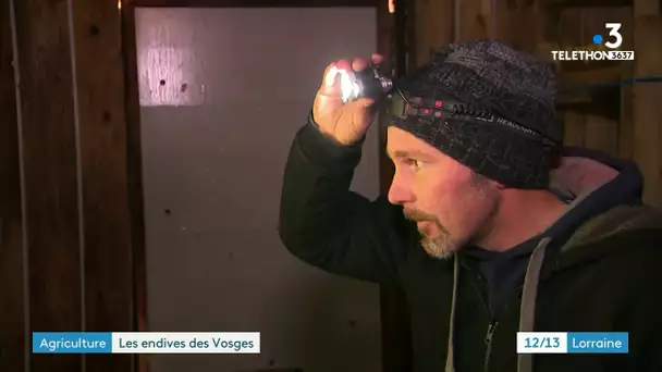 Les endives des Vosges