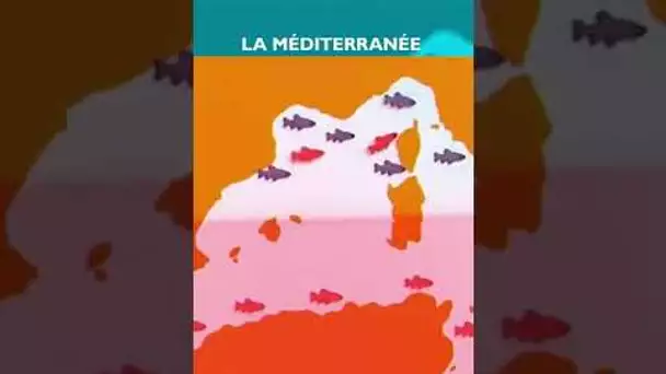 🌊 La Méditerranée se réchauffe-t-elle ? #CPS #shorts