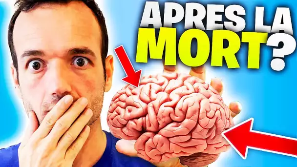 19 fun facts sur le cerveau (récentes !)