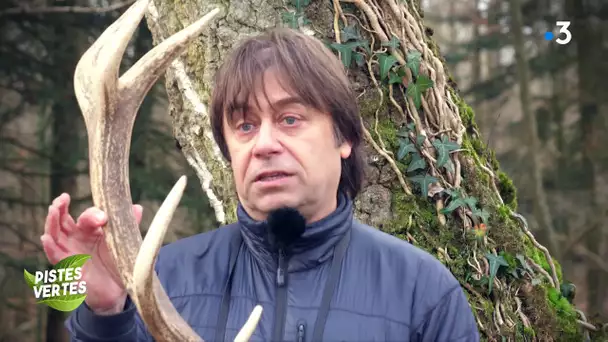 Le cerf, roi des forêts. Raconté par Fabrice Simon, photographe, dans l'Album de Pistes Vertes.