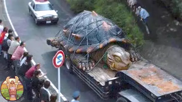 15 TORTUES DONT VOUS NE CROIREZ PAS L’EXISTENCE | Lama Faché