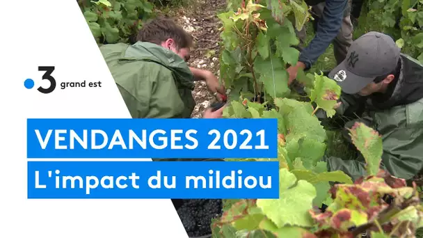 Vendanges 2021 : l'impact du mildiou