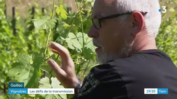 Viticulture : transmettre son exploitation dans le Gaillacois