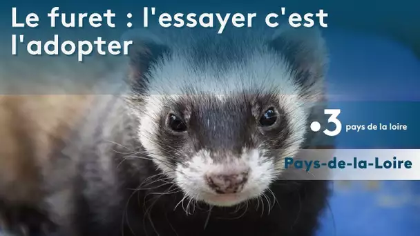 Et si vous adoptiez un furet ?