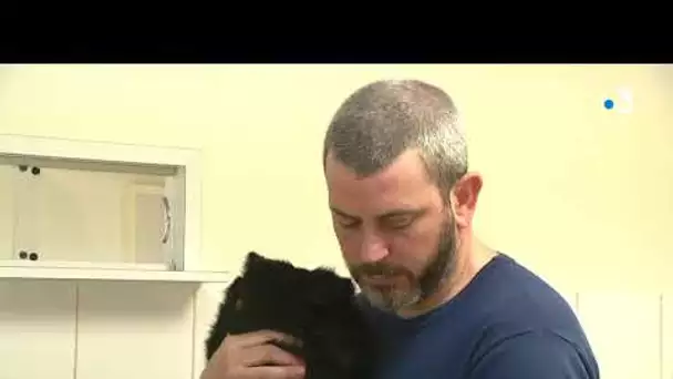 Malgré le Coronavirus, les vétérinaires continuent leur activité et adaptent les soins aux animaux.