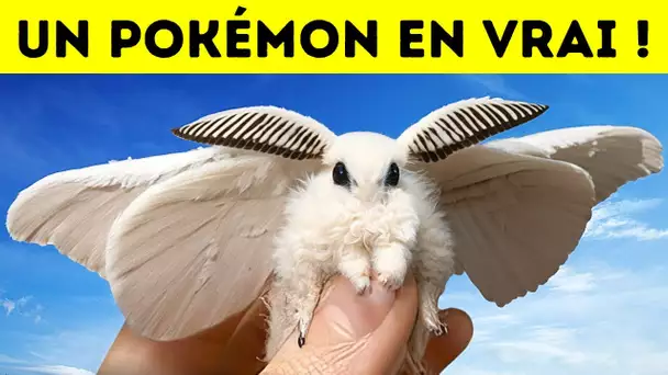 La Mite-Caniche Vénézuélienne : Un "Pokémon" en Chair et en Os Avec Une Fourrure Spéciale !