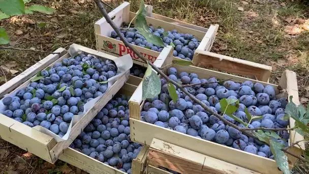 Récolte de la prune de Brignoles dans le Var