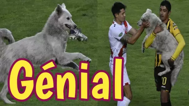 Un chien errant interrompt le match de football et est adopté par le joueur qui le sort du terrain