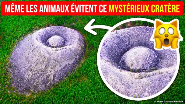 Un objet mystérieux dans les bois, que même les animaux évitent