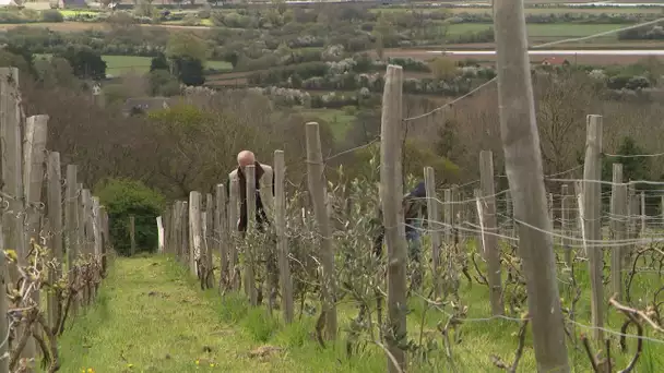 Muûs, un nouveau vignoble en Normandie