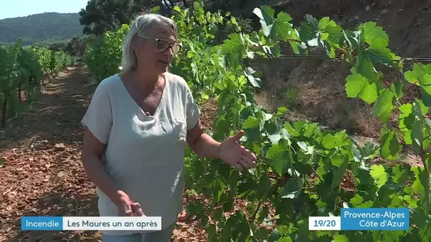 Un an après l'incendie dans le massif des Maures, les vignobles revivent