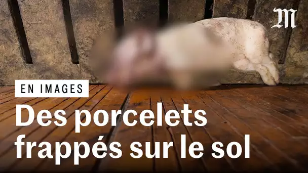 L214 : des porcelets mis à mort par claquage dans un élevage intensif de la Marne