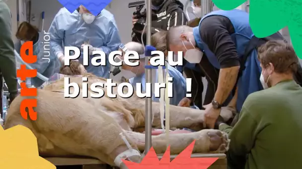 Le lion Tajo chez le dentiste : des instruments spéciaux | ARTE