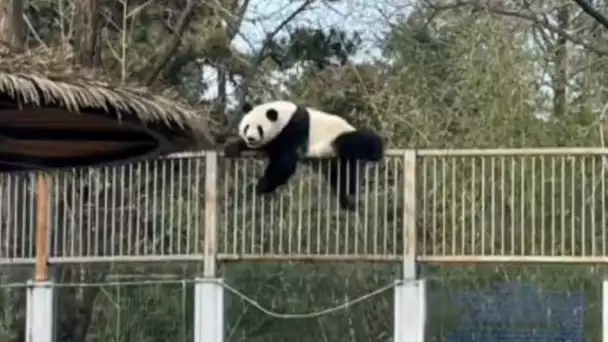 [Zap Net] Évasion d'un panda au zoo de Pékin ! (15/12/21)