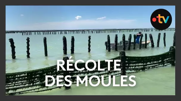 La récolte des moules de bouchot débute