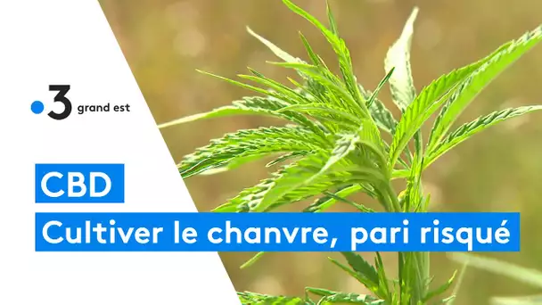 CBD : se lancer dans la culture du chanvre en Champagne-Ardenne