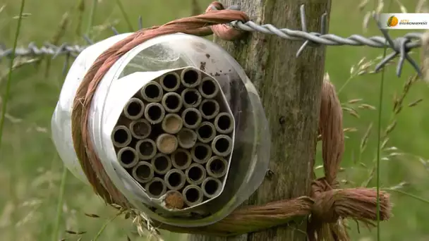 Agriculture : compter les insectes pour mieux cultiver son champ