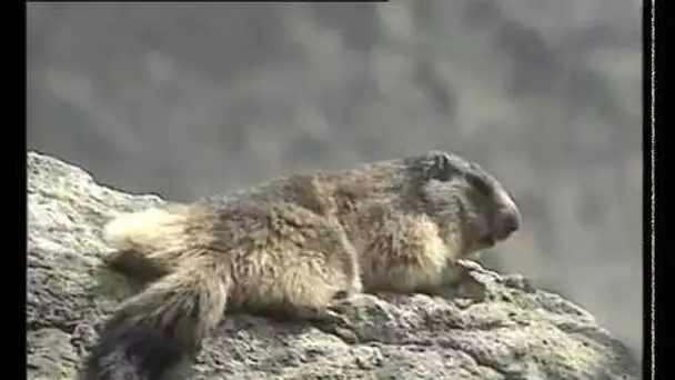 La  Marmotte - Documentaire Animalier