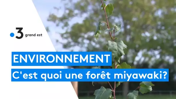 Réchauffement climatique : c'est quoi une "forêt miyawaki"?
