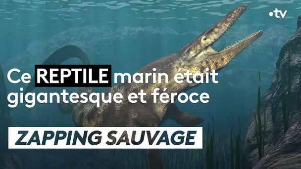 Ce reptile marin était gigantesque et féroce - ZAPPING SAUVAGE