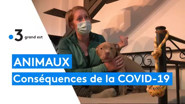 Les conséquences de la crise sanitaire sur les animaux de compagnie