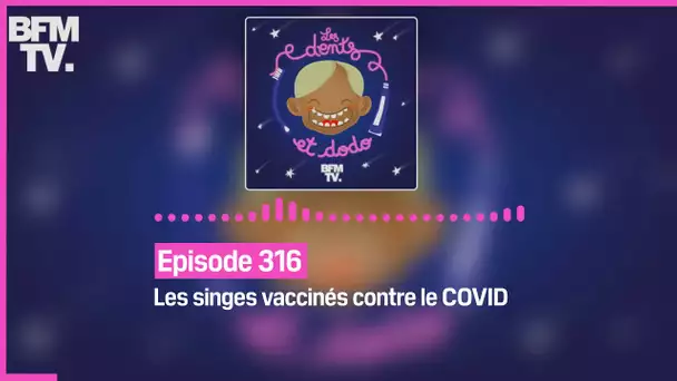 Episode 316 : Les singes vaccinés contre le COVID - Les dents et dodo
