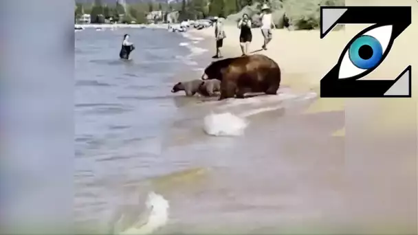 [Zap Net] Des ours en plein milieu d'une plage ! (15/07/21)