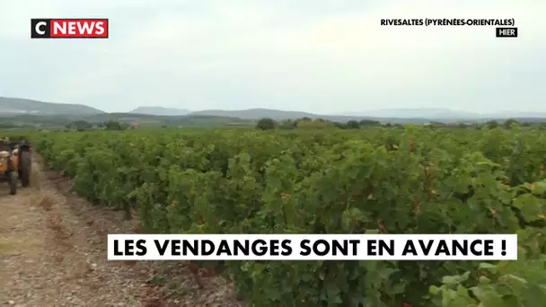 Les vendanges sont en avance